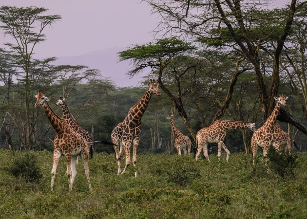 Safari in Tanzania TOUR AFRICA