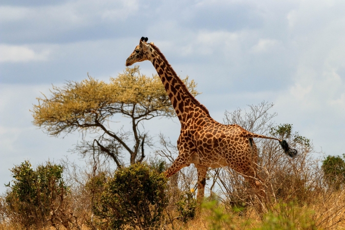 Safari nei parchi Nakuru Amboseli Masai Mara TOUR AFRICA