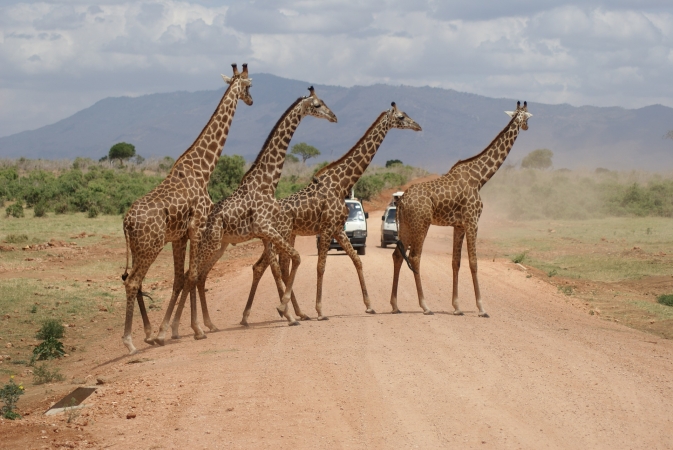 Safari nella Tanzania settentrionale di 7 giorni TOUR AFRICA