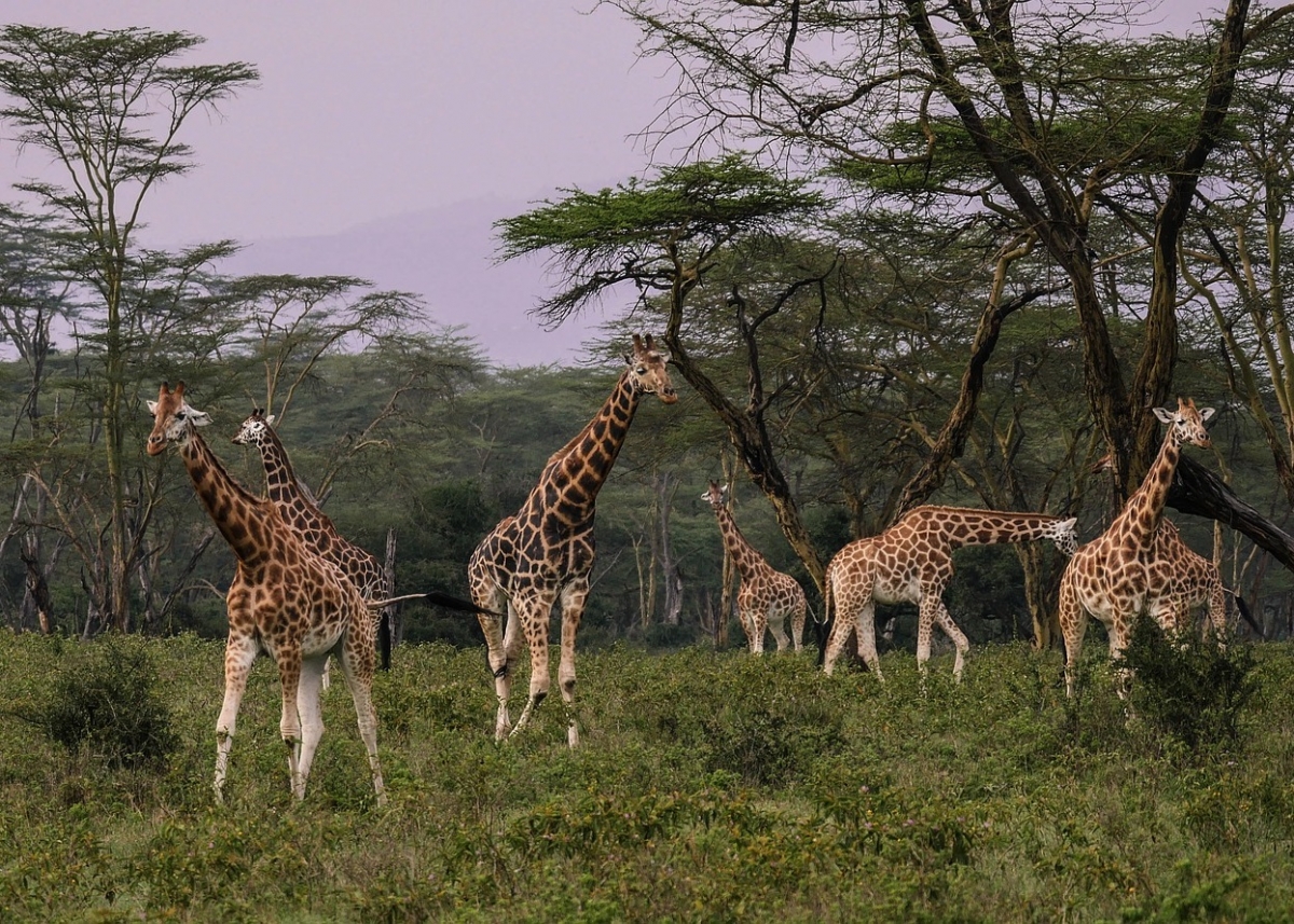 Safari in Tanzania 
