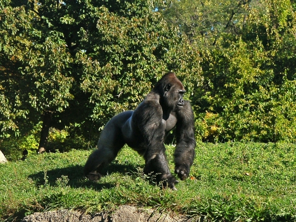 Safari fotografico gorilla e scimpanzè in Uganda TOUR AFRICA
