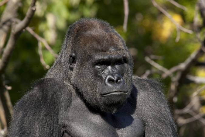 Safari fotografico tra Gorilla e Predatori TOUR AFRICA