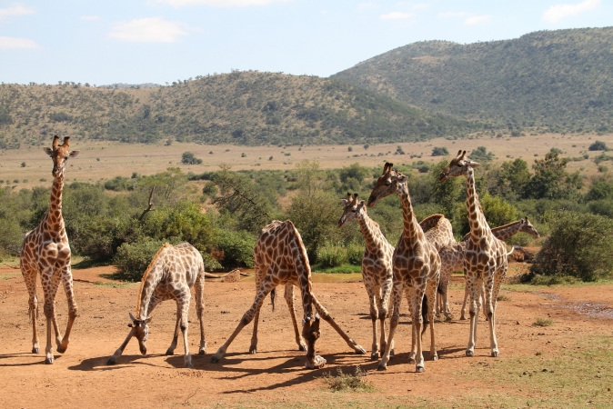 Safari in South Africa e Isole Mauritius TOUR AFRICA