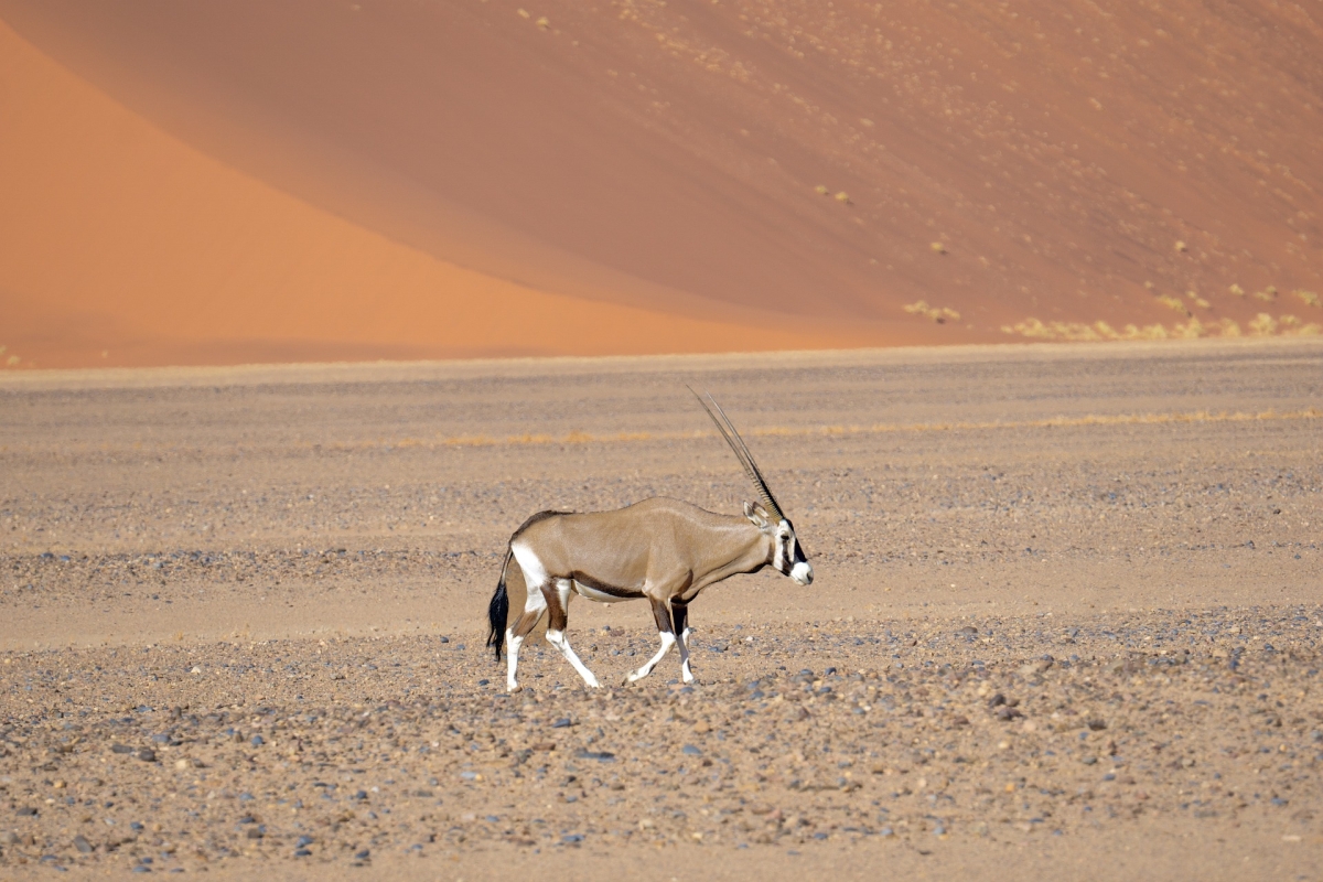 Safari nella splendida Namibia 