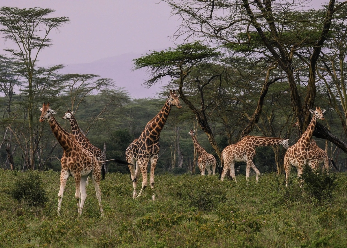 Kenia in fuoristrada 4x4 con Autista/Ranger 