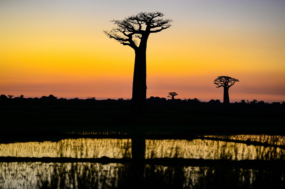 Madagascar Selvaggio: Tra Baobab, Oceano e Tsingy Leggendari