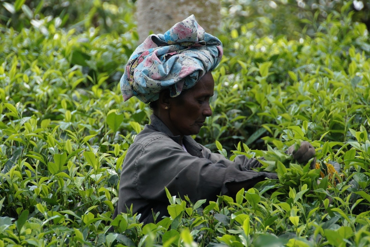 Sri Lanka - Tra antichi Regni e meraviglie senza tempo