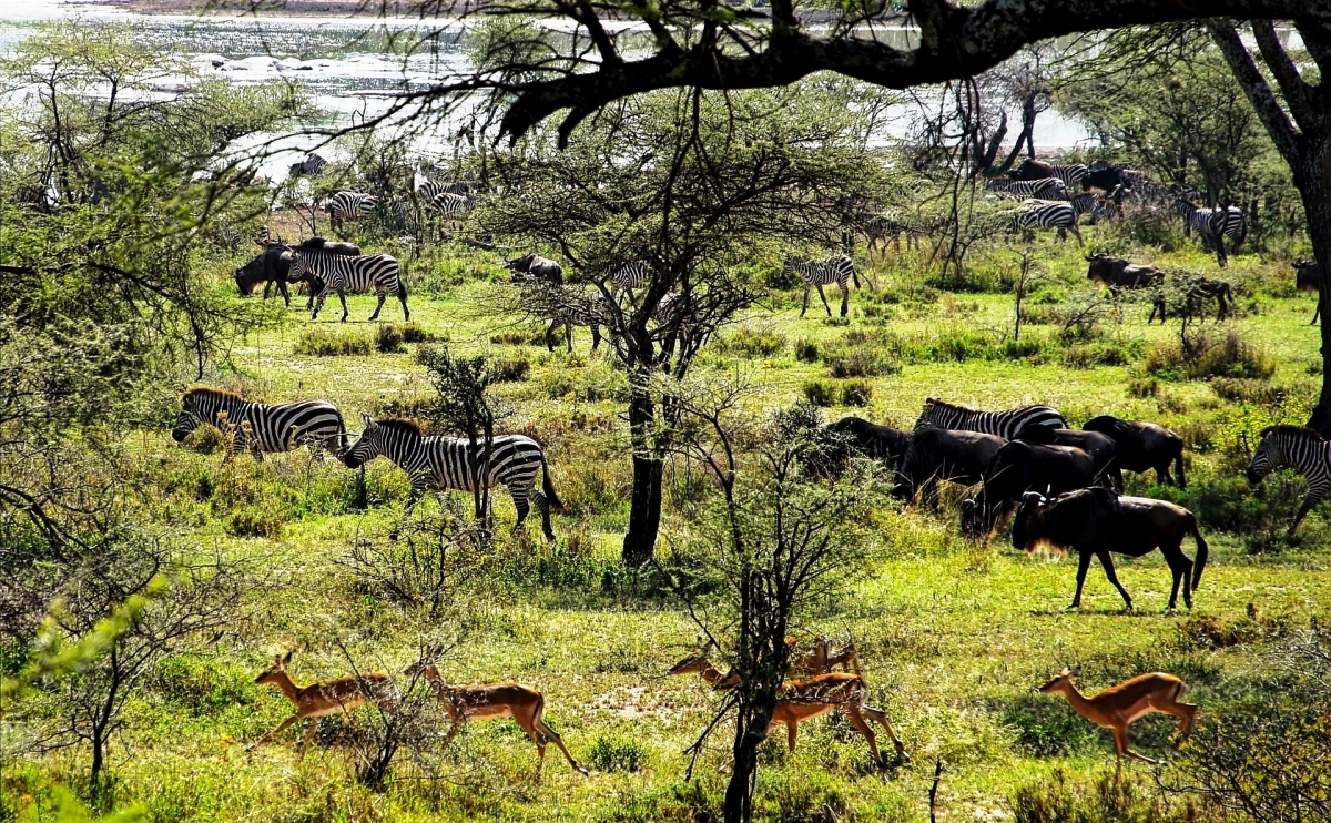 Tanzania Autentica: Safari tra Serengeti, Ngorongoro e Tarangire