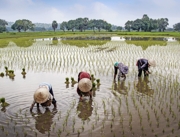 Vietnam: dalle Lanterne di Hoi An agli Abissi di Ha Long TOUR ASIA